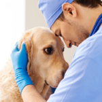 Regalos útiles para veterinarios