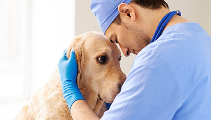 Regalos útiles para veterinarios